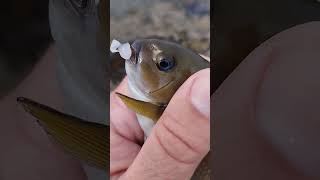 little Opaleye Caught Fishing from the Cliffs werftv fish catchsurf [upl. by Trefor]