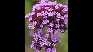 HarvestingCollecting Verbena Seeds method [upl. by Alyam665]