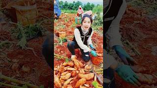 Sweet potato from the field shortvideo short youtubeshorts [upl. by Aluino146]