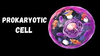 Prokaryotic cellProkaryotic cell in Urdu and HindiCell [upl. by Nnaycnan303]