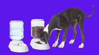 Before You Buy Amazon Basics Gravity Pet Food Feeder and Water Dispensers [upl. by Eneleahcim546]