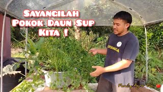 POKOK DAUN SUP TAK TAHAN LAMA [upl. by Llenel]