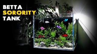 Aquascape Tutorial Betta Sorority Aquarium How To Planted Tank Step By Step Guide [upl. by Akkinahs]