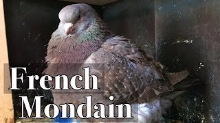 French Mondain  Is this utility breed a good pigeon for farming squab  Fair Creek Farm [upl. by Sitof]