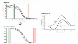 High Resolution Melt Analysis Tutorial [upl. by Ecirtaemed962]