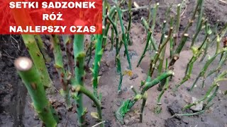 Jak zrobić sadzonki róż NAJŁATWIEJSZY SPOSÓB [upl. by Otxis502]