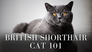 British Shorthair Cat 101 [upl. by Themis487]