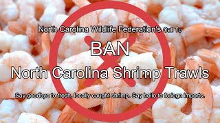 Wildlife Federation Calls For Shrimp Trawl Ban In North Carolina [upl. by Obeded]