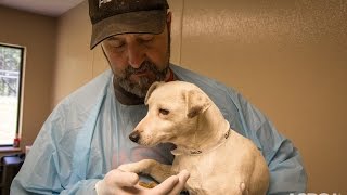 Traumatized Puppy Mill Dog Makes an Amazing Recovery [upl. by Pega983]