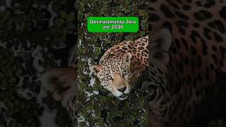 Desmatamento Zero até 2030 [upl. by Ratha]