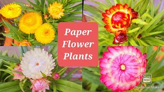 How to Grow and Care Helichrysum plant  Paper Flowers  Paper Flower Plant ki Dekhbhal kaise kare [upl. by Esilegna562]