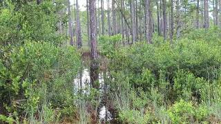 Flooded Trail amp Pine Forest from Hurricane Helene amp Dragonflies at Econ River Wilderness Area [upl. by Bondy]