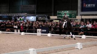 Ampere 2010 Stallion Show Part 2 of 2 [upl. by Laamak219]