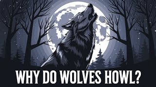 The Science Behind Wolves Howling At The Moon [upl. by Elberta]