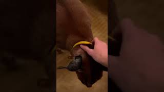 Pumba is a good boy 🥰🥰 foryou viralvideo [upl. by Airehtfele]