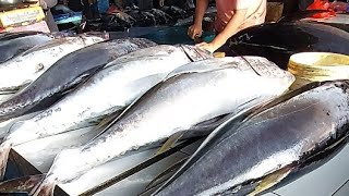 Live 08 June 24 ‼️🔥 Cutting Fresh Yellowfin Tuna trending [upl. by Yrehcaz]