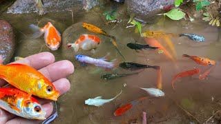 catching colorful ornamental fish betta fish koi fish channa manfish catfishguppymollyturtle [upl. by Maitilde]