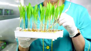 Acclimatization in Plant Tissue Culture [upl. by Heti]