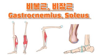 비복근 비장근장딴지근 가자미근 Gastrocnemius Soleus 완전 정복 [upl. by Agnot]