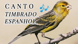 🔴🎶 CANÁRIO  CANTO  Timbrado Espanhol 0riginal canário canariocantando [upl. by Enelyad788]