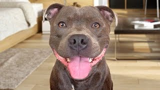 Funny American Staffordshire Terrier Videos [upl. by Cargian]