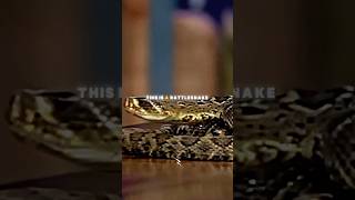 Conan Obrien almost gets bit by a rattlesnake conanobrien funny inspiration rattlesnakes [upl. by Nellahs]