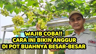 RAHASIA PERAWATAN ANGGUR DI POT AGAR BUAH BESAR amp TIDAK PECAH  Lengkap Step by Step [upl. by Ynneb]