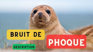 Sons de phoque et description 🦭 Phoque faisant du bruit son phoque bruit de phoque 🦭 [upl. by Otilia]