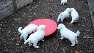 Kuvasz Welpen auf der Balance [upl. by Barby]