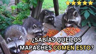 ✅Qué comen los mapaches Descubre sus alimentos secretos [upl. by Cranston]