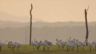 Boat Safari  Evolve Back Kuruba Safari Lodge Kabini India [upl. by Aynad]