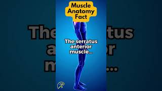 The serratus anterior muscle [upl. by Eirak]