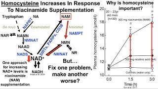 Homocysteine Increases During Aging But Can Be Reduced With Diet And Targeted Supplementation [upl. by Deirdra58]