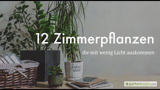 12 Zimmerpflanzen die mit wenig Licht auskommen [upl. by Sigmund197]