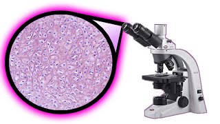 CARTÍLAGO ELASTICO EN EL MICROSCOPIO  APRENDÉ SUS ESTRUCTURAS🔬🔬 [upl. by Jelena]