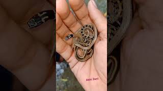 Black Headed amp Striped Keelback Snake 🐍 snake youtube short creative mh27 [upl. by Lovato884]