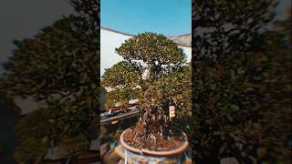 IMPRESIVE BUXUS BONSAI by Bonsai Curitiba bonsaitree art plants nature jardim [upl. by Eciryt]