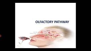 Olfactory system Part4  Calicut university Bsc Psychology [upl. by Renie181]