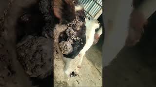 warts in cattle ddramawat shortvideo [upl. by Landing]