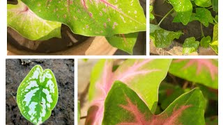 How to Growplantcare and potting of caladium tubersAll u need to know about the plant☘️☘️☘️☘️ [upl. by Omsoc]