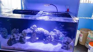 67 Gallon Aio Saltwater Cycled Tank Project [upl. by Teak]