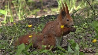 4K Frühlingsgrüsse vom Schloßpark Charlottenburg 2 Teil [upl. by Alysa]