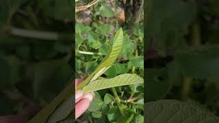 Hortelã pimenta e goiabeira coisasdositio vidanaroca plantas [upl. by Howund]