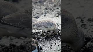 Suurrüdi Calidris canutus Red Knot  Eesti linnud [upl. by Aelram]