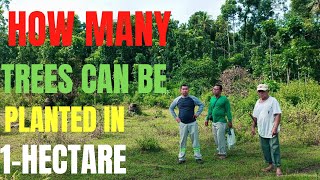 How many Mahogany and Agarwood trees can be planted in 1hectare Tree farming guide [upl. by Ridan]