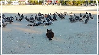 Cat vs Pigeons [upl. by Floeter]