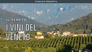 I vini del Veneto  Tannico Flying School [upl. by Clayson713]