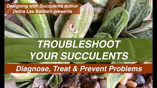 Troubleshoot Your Succulents Diagnose Treat amp Prevent Problems [upl. by Llehcsreh]