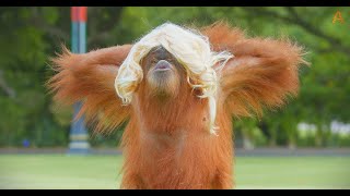 Animalia  The Orangutans wear hair [upl. by Gwendolin]