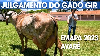 GIR LEITEIRO  JULGAMENTO DO GADO DURANTE A EXPOSIÃ‡ÃƒO EMAPA 2023 EM AVARÃ‰ [upl. by Roscoe]